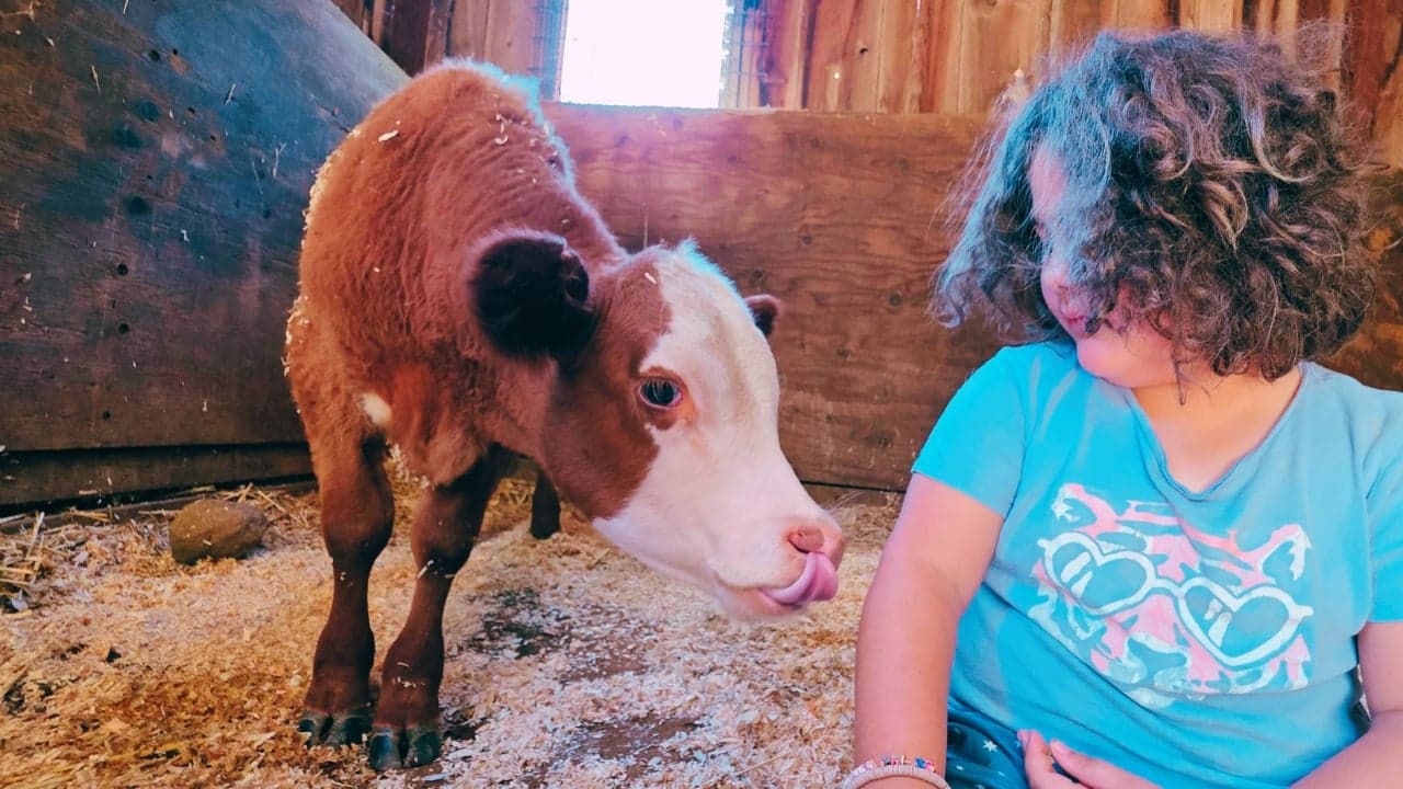 A white and brown calf looks curiously at a young girl with brown hair and a blue shirt. 