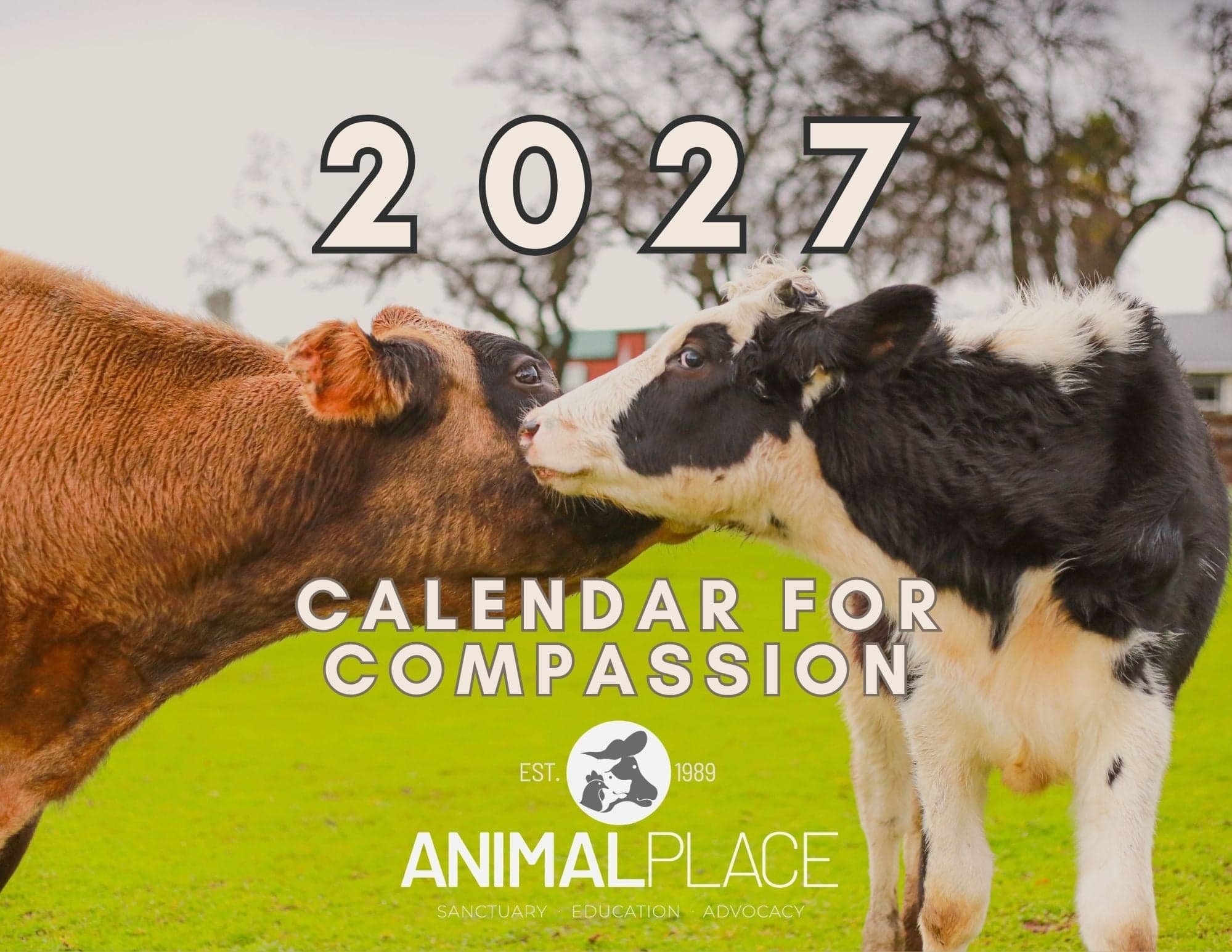 2027 Calendar for Compassion cover featuring a brown Jersey cow named Maple nuzzling a black and white Holstein calf named Zinnia.