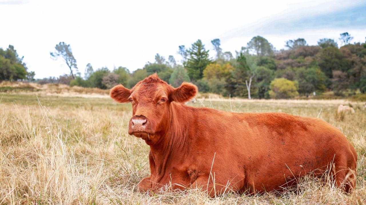 A rusty brown colored cow, named Daffodil, laying down in a field. 