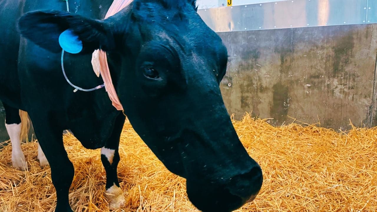 A white and brown calf looks curiously at a young girl with brown hair and a blue shirt. 